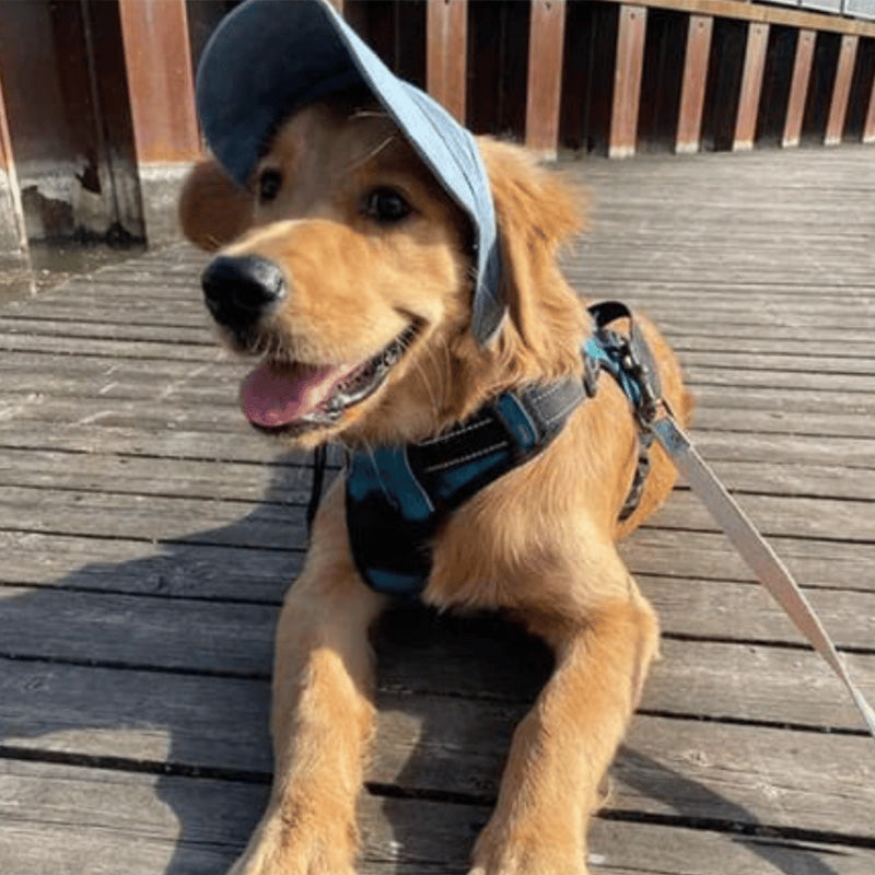 PawChic™ – Chapeau de Soleil pour Chiens